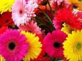 Gerbera