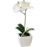 Orquidea Pequena