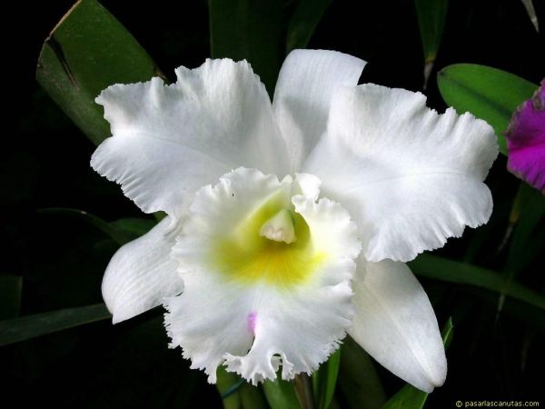 Orquidea