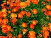 Calendula