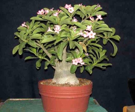 Flor do deserto