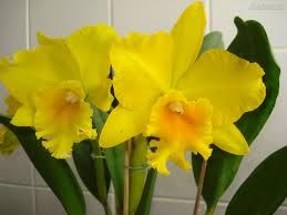 Orquidea amarelo