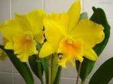 Orquidea amarelo