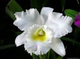 Orquidea