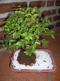 Bonsai