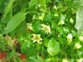 Pimenta