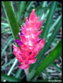 Bromelia